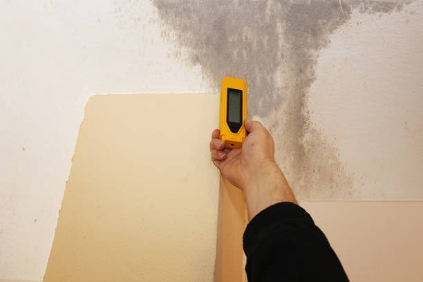 Best Attic Mold Removal  in Mccook, NE