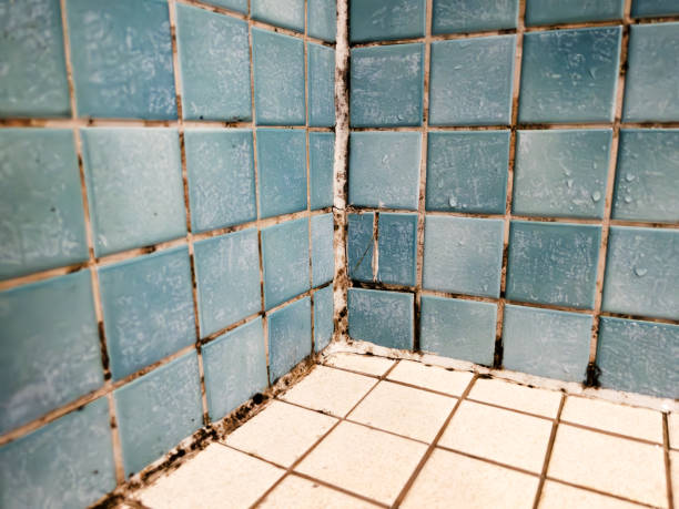 Best Forensic Mold Investigation  in Mccook, NE
